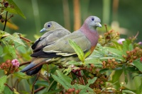 Holub papousci - Treron vernans - Pink-necked Green-Pigeon o2680